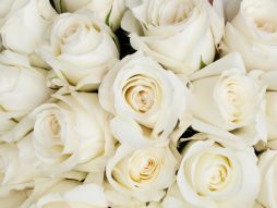 Фотообои Белые розы крупным планом