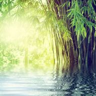 Фотообои Бамбук склонившийся над водой