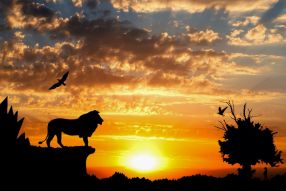 Фотообои Лев на закате Солнца