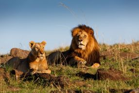 Фреска семья львов