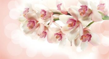 Фотообои 3D Цветы орхидеи