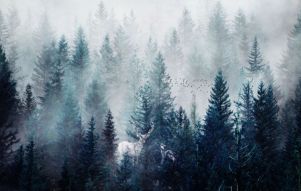 Фреска Деревья в тумане