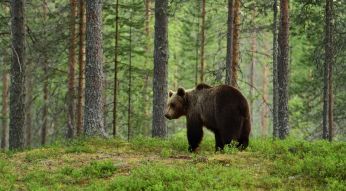 Фотообои Бурый медведь