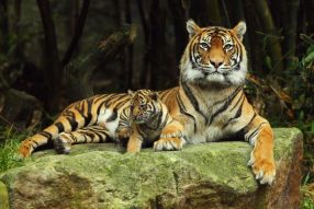 Фотообои Полосатая мама с тигренком
