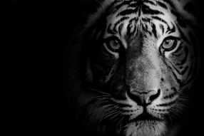 Фреска Портрет тигра
