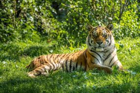 Фотообои Тигр на поляне