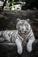 Фреска Белый тигр