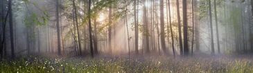 Фотообои Панорама леса